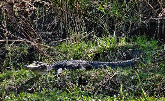 New Orleans Swamp Tours