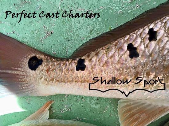 Perfect Cast Charters