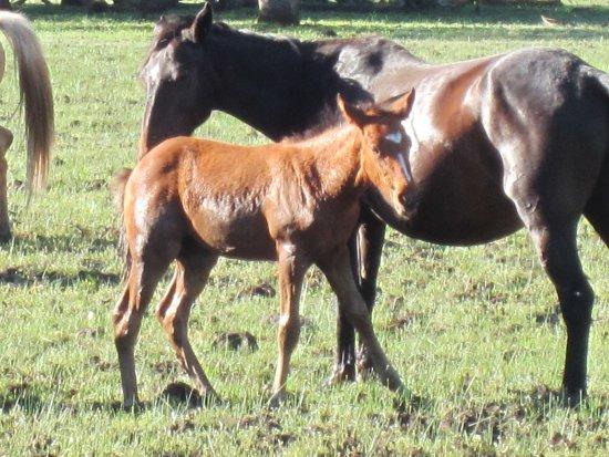 Wild Horse Sanctuary