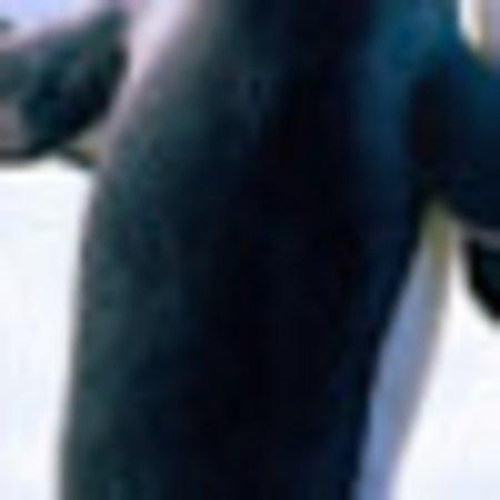 photo of T5024QDdianas