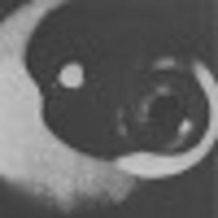 photo of Europaeiskr-Dromme