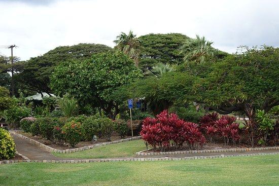 Queen Kapiolani Garden
