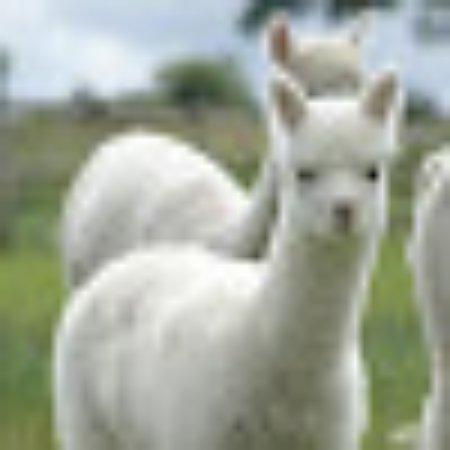 photo of barbarahC3502FG