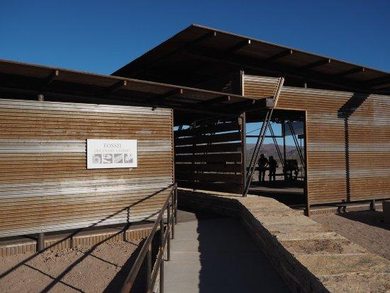 Big Bend National Park - Fossil Bone Exhibit