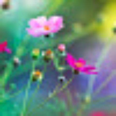 photo of F1358JOjoanneg