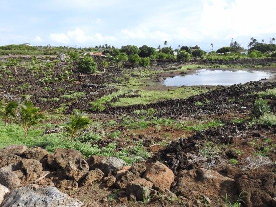 Ke Kahua O Kāneiolouma