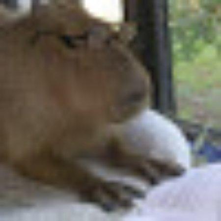 photo of D5131VGandyp