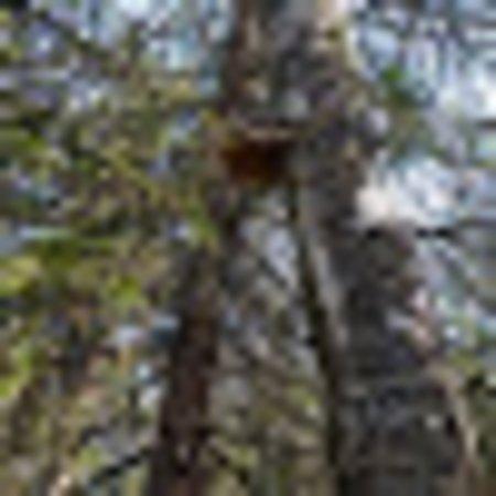 photo of Thanh Phong N