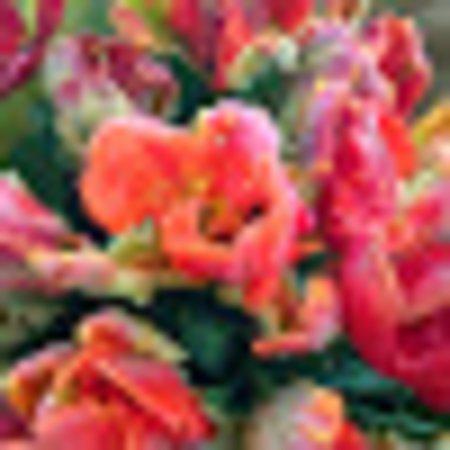 photo of cristinasegar