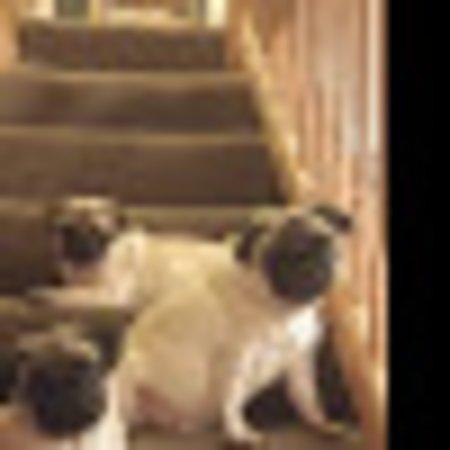 photo of flowerladyh