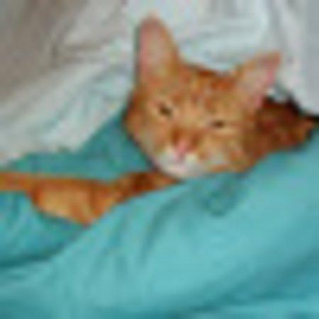 photo of V7294NUdianec