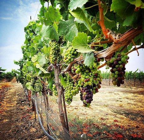 Sustainable Wine Tours