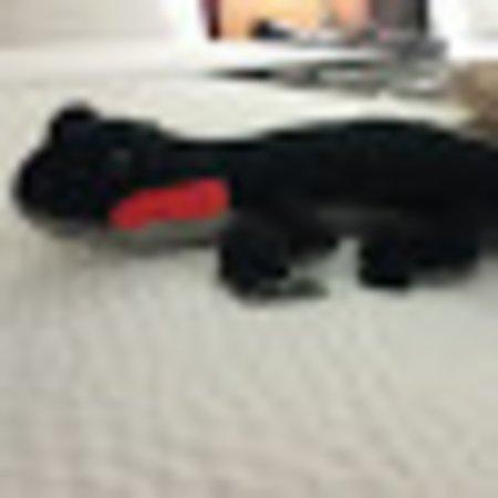 photo of ShadowGecko-1