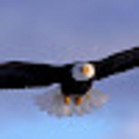 photo of dawncO3406BS