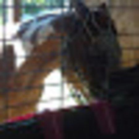 photo of davidsR4602CN
