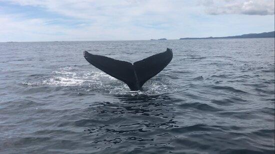 Action Alaska Sportfishing