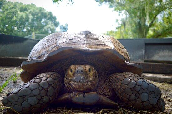 Treasure Coast Wildlife Center