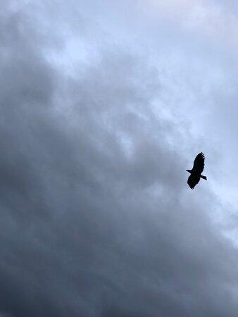 Cooper Landing Anglers