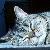 Photo of tacath