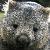photo of wombatdavid
