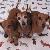 Photo of 3RedDoxies