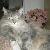 Photo of mocatlady