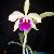 Photo of Sheryl R