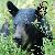 photo of BearFacts
