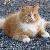 Photo of Barkley_the_Cat