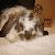 photo of Floppy720