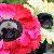 Photo of 239Flower