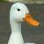 photo of TheGoodLuckDuck