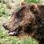 Photo of OldeBear