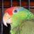 photo of Peace_Parrot
