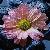 Photo of Lynne M