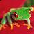 Photo of Holzfrog