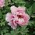 photo of 64Paeony