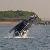 Photo of thai1on