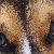 Photo of Corgigirl2013