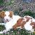 Photo of Doggiemomma4