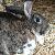 photo of ABunny808