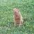 Photo of sharpeibaby