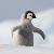 photo of Pingu_Fleece