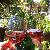 Photo of gish0503
