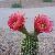 Photo of ArizonaTwo
