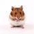 photo of HerefordshireHamster