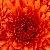 photo of LaurieM0109