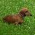 Photo of littlereddachsie