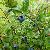 Photo of intrepidusa