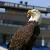 Photo of GSUFanatic